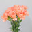 Carnations (Imported) - Dark Orange