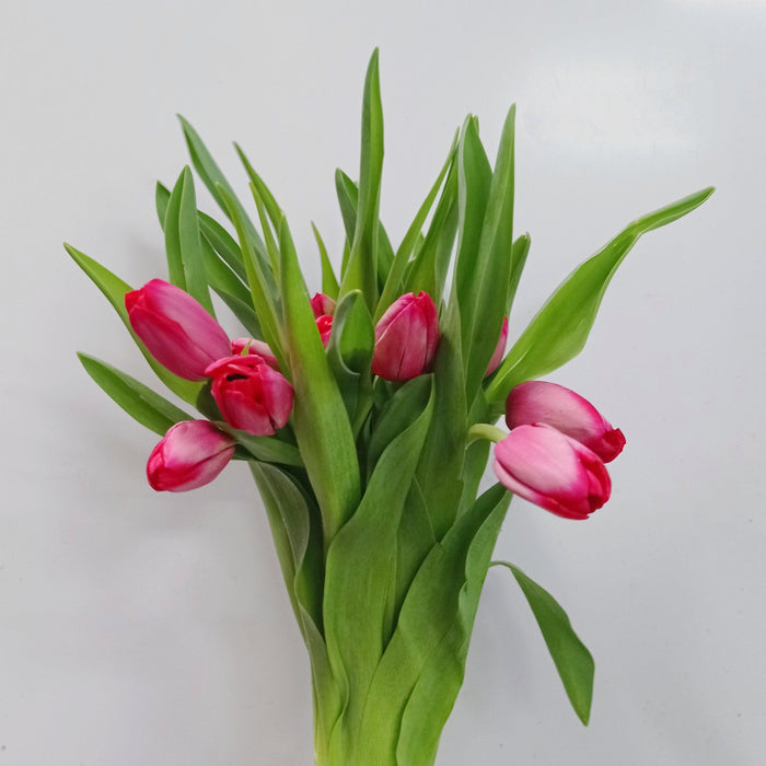 Tulip (Imported) - 2 Tone Pink