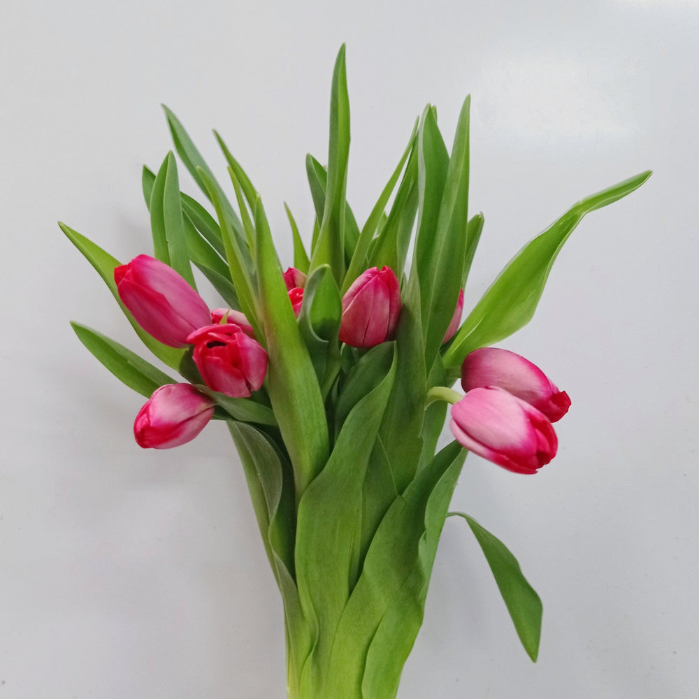 Fully Bloom Tulip - Mix [Clearance Stock]