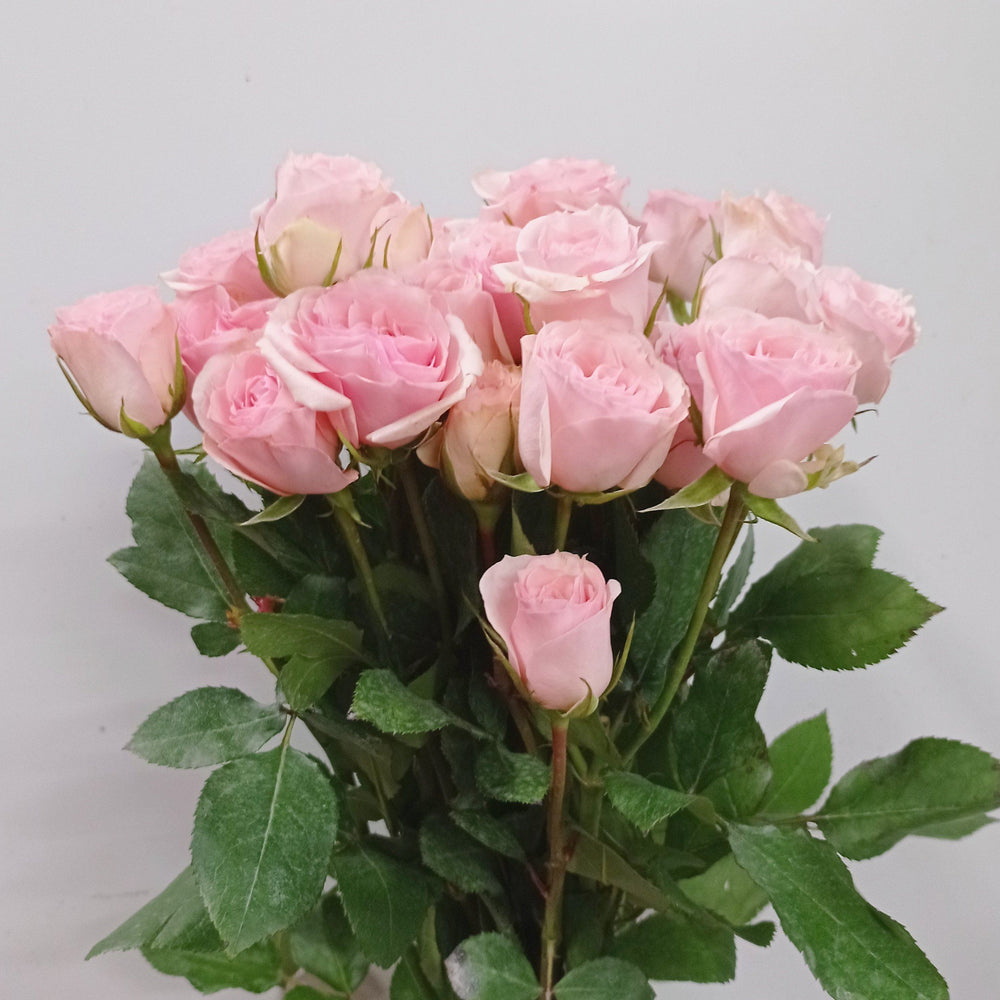 Fully Bloom Rose Spray - Mix [Clearance Stock]