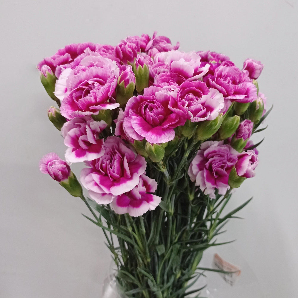 Fully Bloom Spray Carnation - Mix [Clearance Stock]