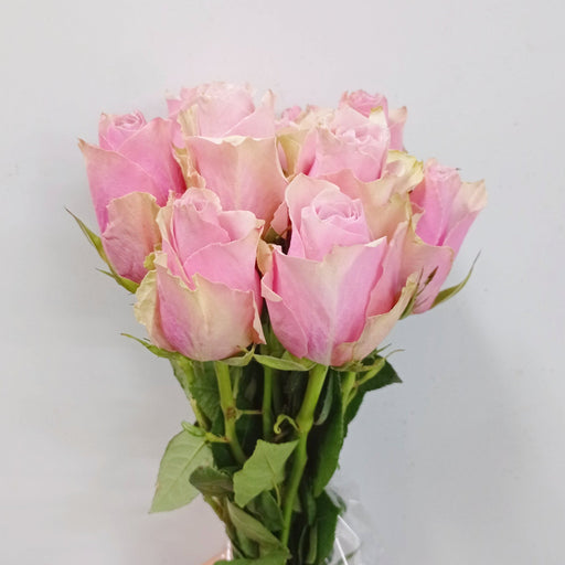 Rosa (Imported) - Light Pink