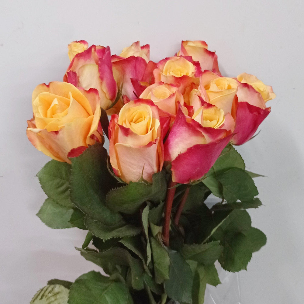 Rosa - 2 Tone Yellow Red