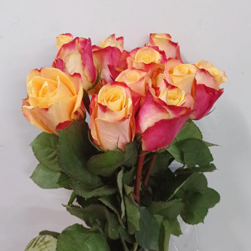 Rosa (Imported) - 2 Tone Yellow Red