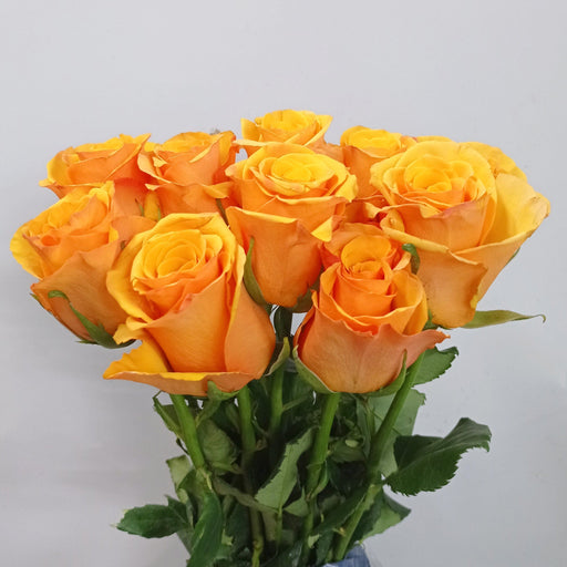 Rose 50cm (Imported) - Yellow Mustard