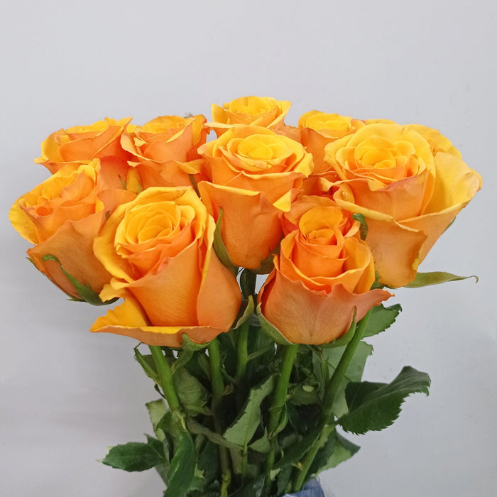 Rose 50cm (Imported) - Yellow Mustard
