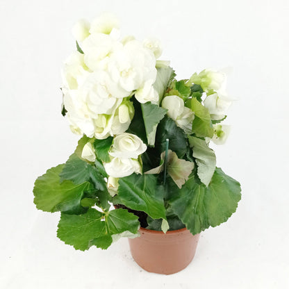 Pot Begonia Flower (Imported) - Mix