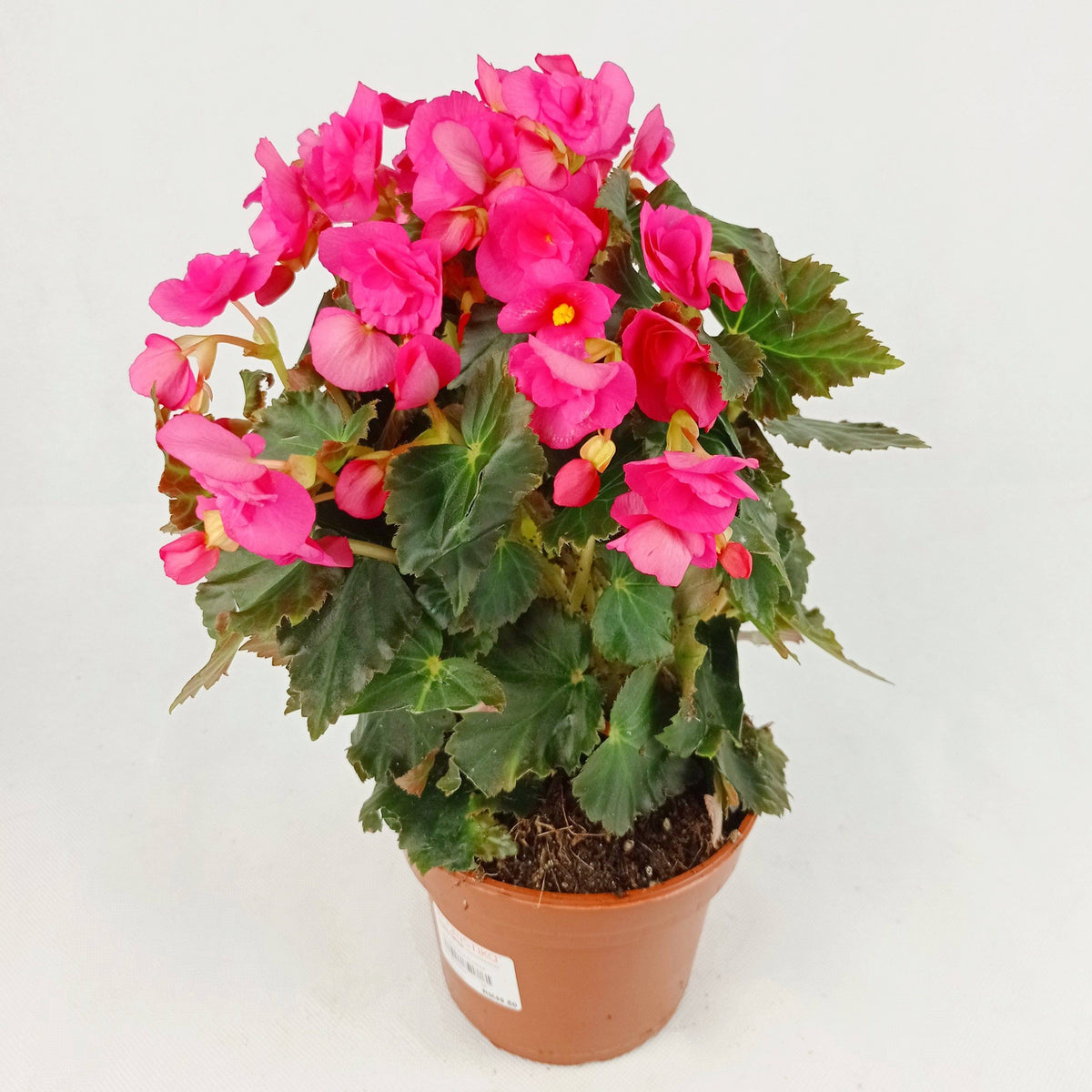 Pot Begonia Flower (Imported) - Mix