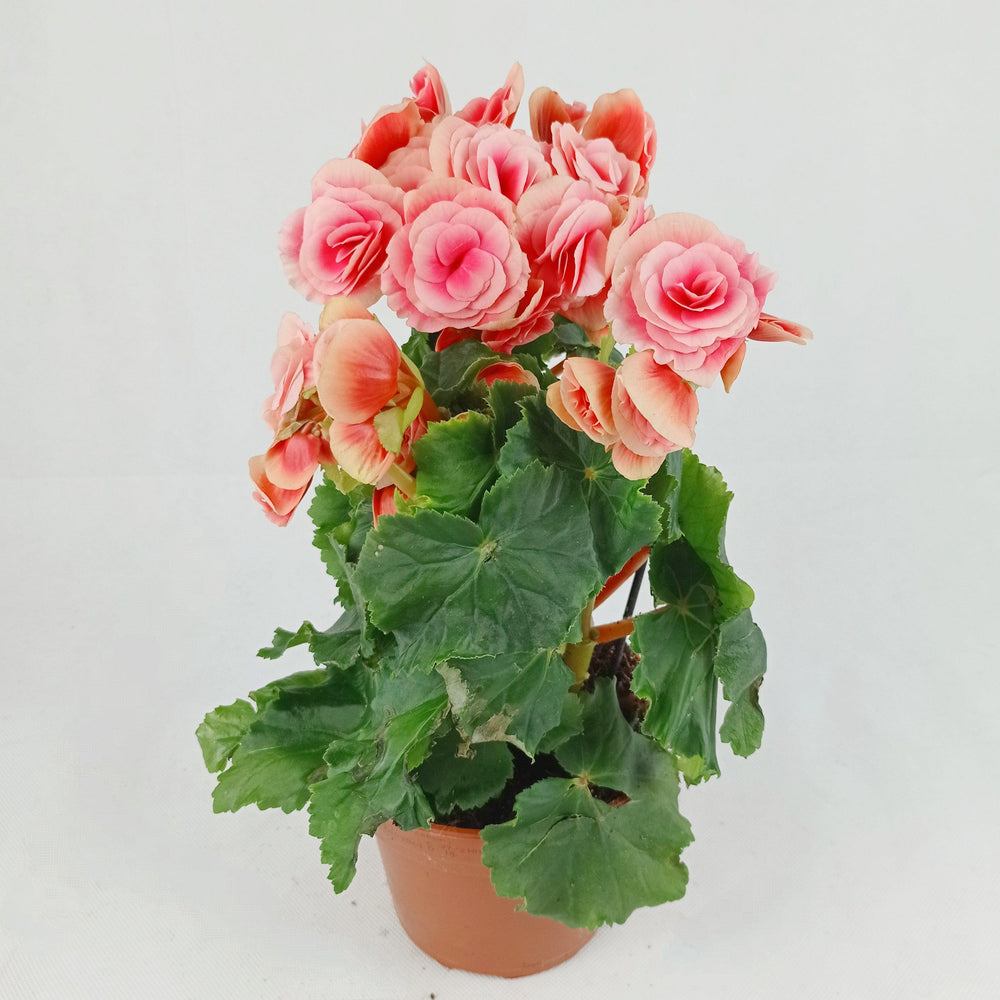 Pot Begonia Flower (Imported) - Mix