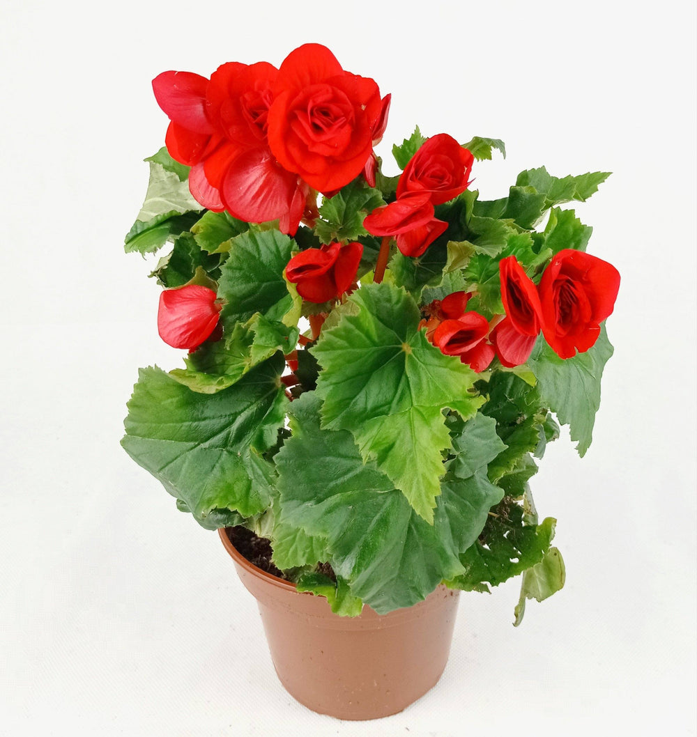 Pot Begonia Flower (Imported) - Mix