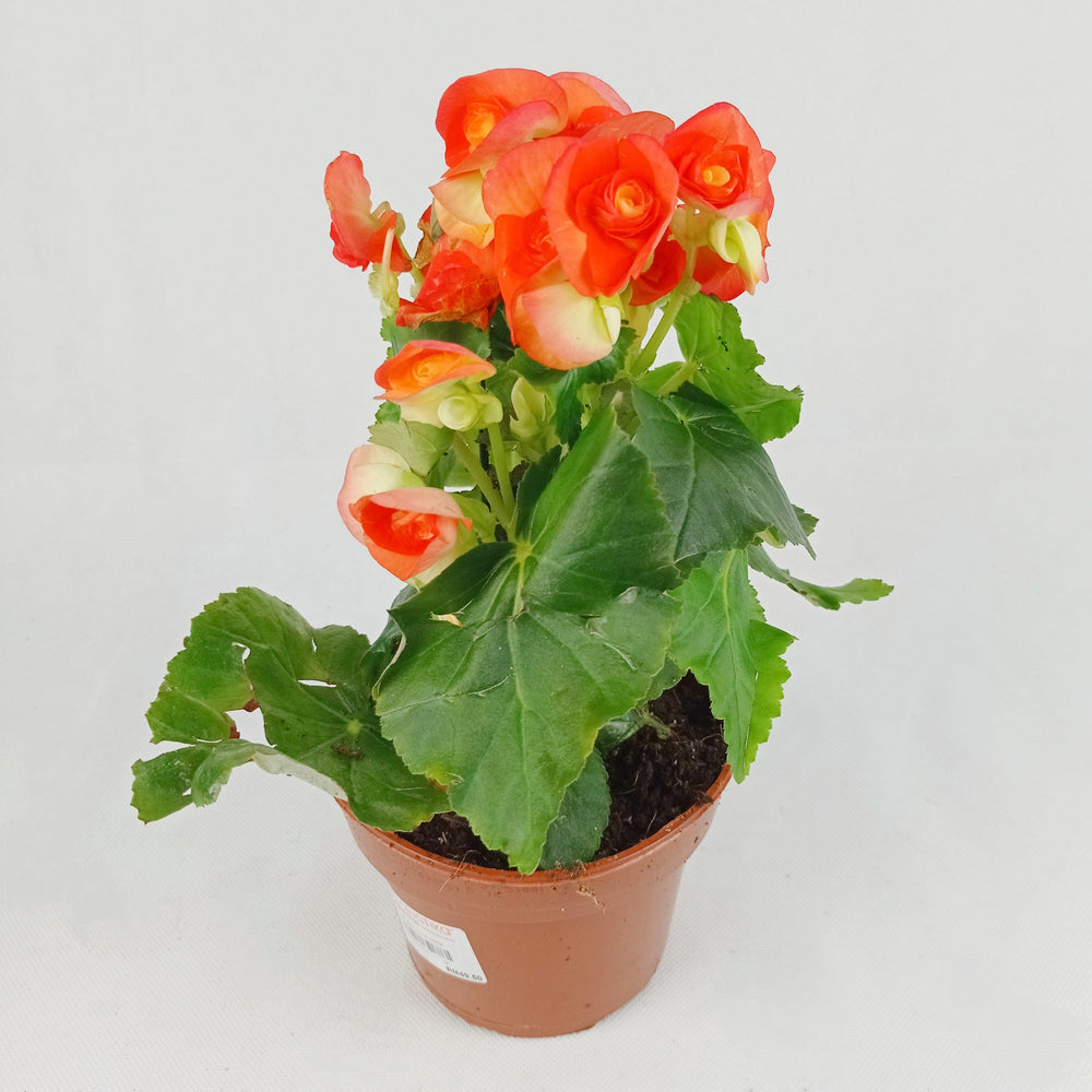 Pot Begonia Flower (Imported) - Mix
