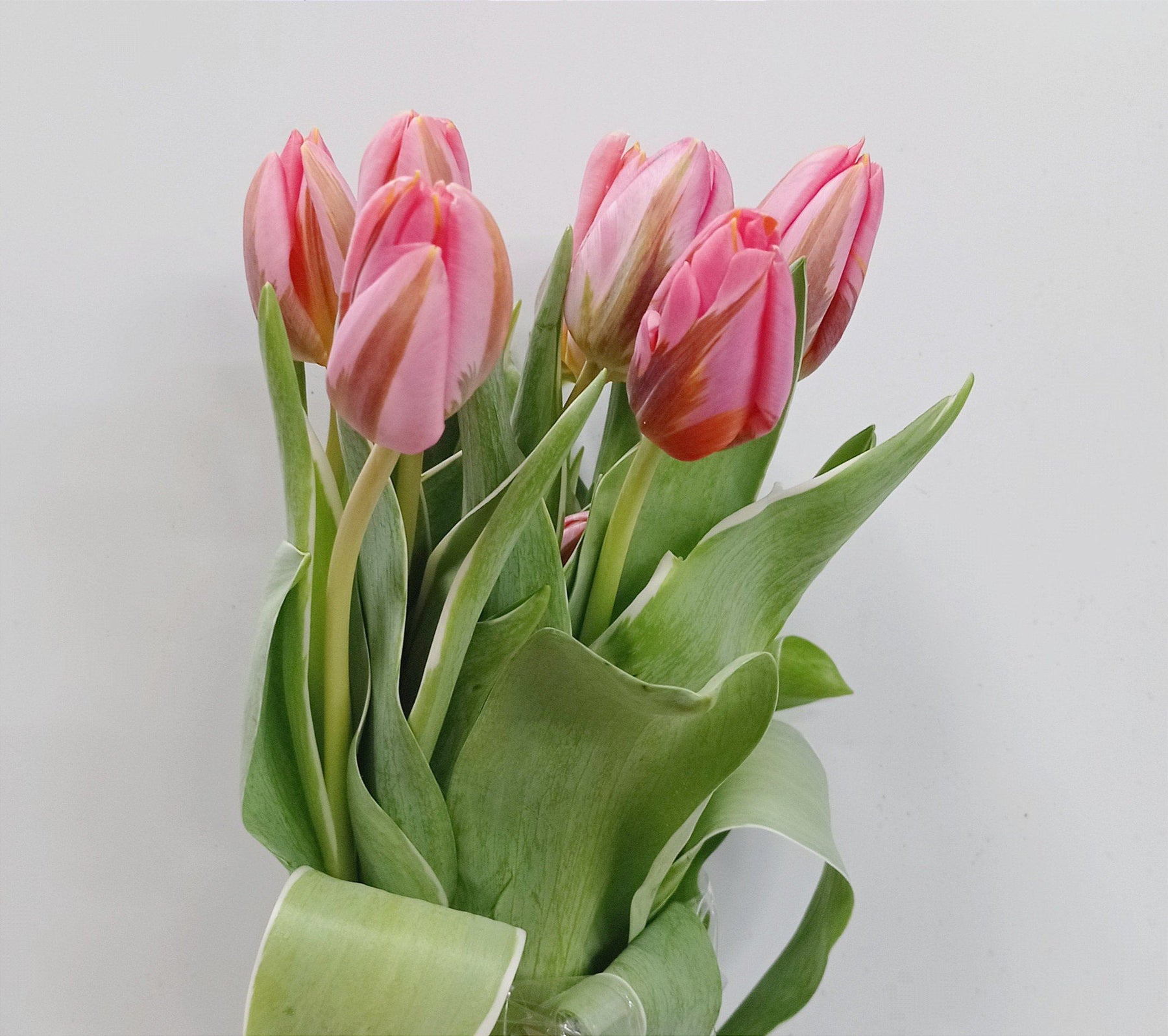 Tulip (Imported) - 2 Tone Pink Brown