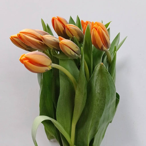 Tulip (Imported) - 2 Tone Orange Brown