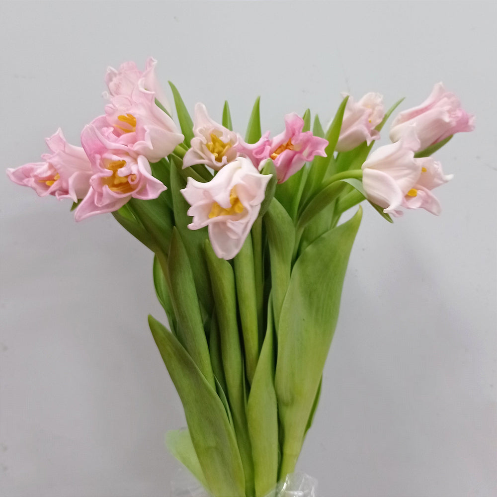 Fully Bloom Tulip - Mix [Clearance Stock]