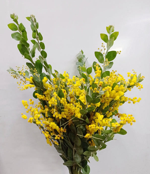 Mimosa (Imported) - Yellow