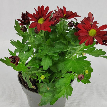 Pot Chrysanthemum P120 (S) - Mix