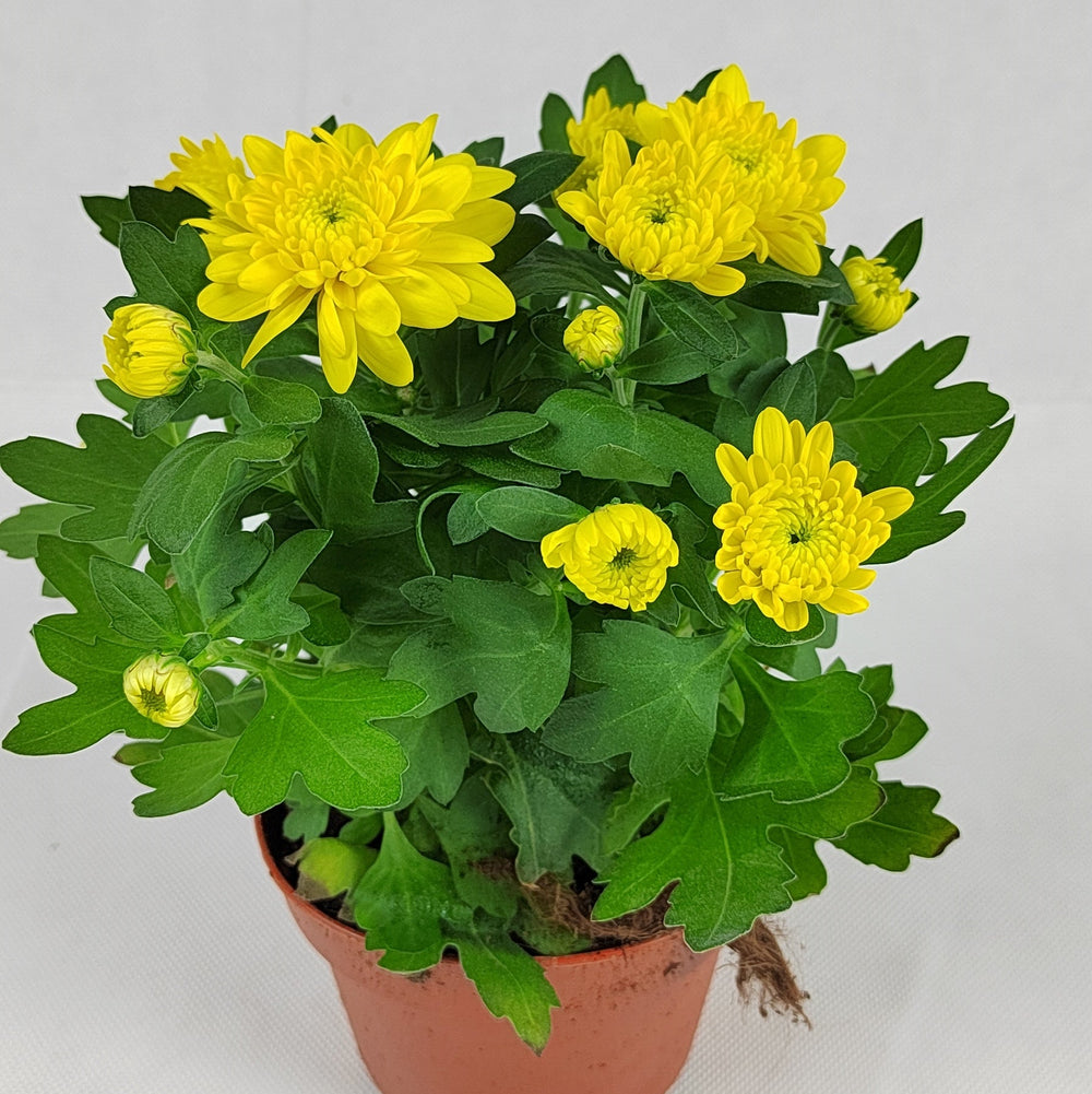 Pot Chrysanthemum P120 (S) - Mix