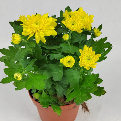 Pot Chrysanthemum P120 (S) - Mix