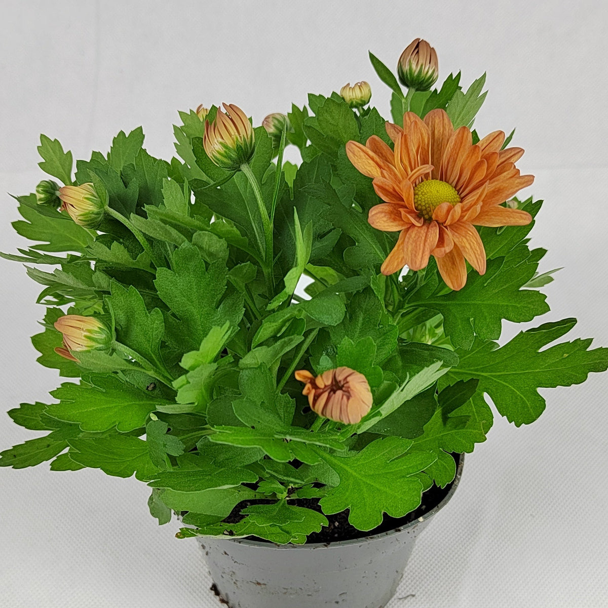 Pot Chrysanthemum P120 (S) - Mix