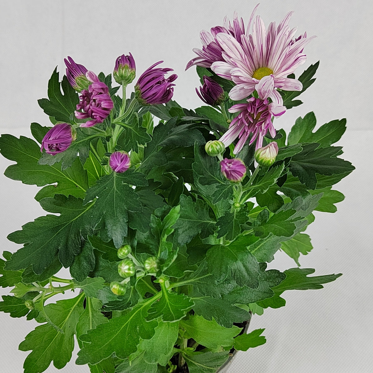 Pot Chrysanthemum P120 (S) - Mix