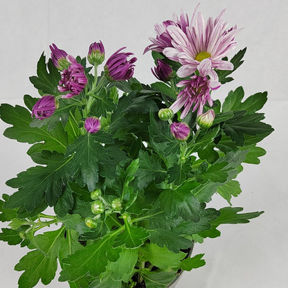 Pot Chrysanthemum P120 (S) - Mix