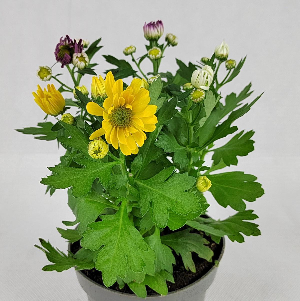 Pot Chrysanthemum P120 (S) - Mix