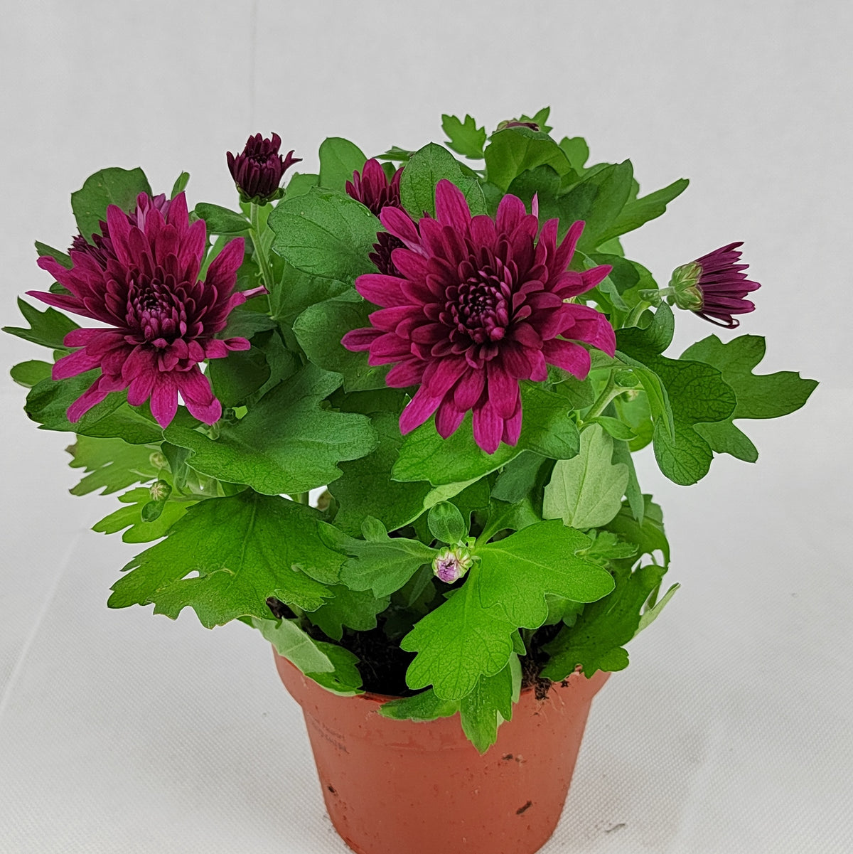Pot Chrysanthemum P120 (S) - Mix