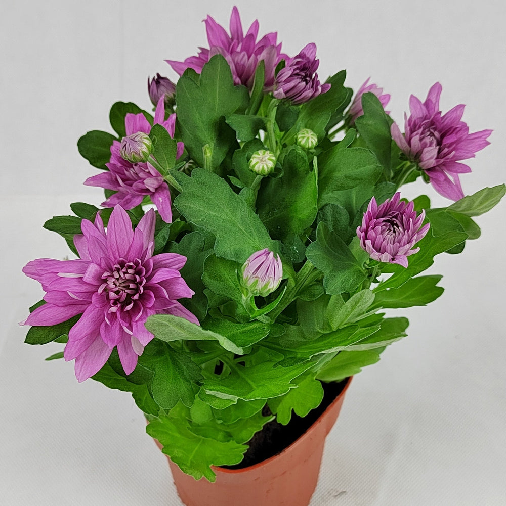 Pot Chrysanthemum P120 (S) - Mix