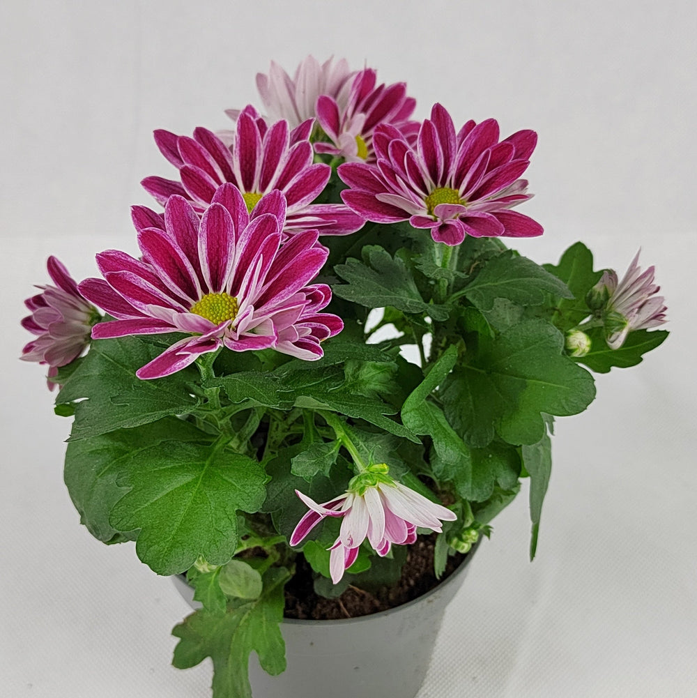 Pot Chrysanthemum P120 (S) - Mix