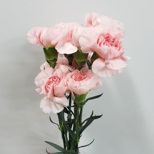 Carnation (Imported) - Charlotte