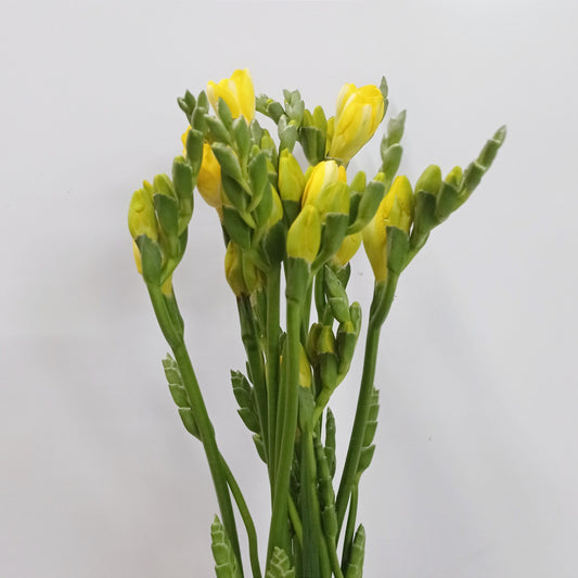 Freesia - Yellow