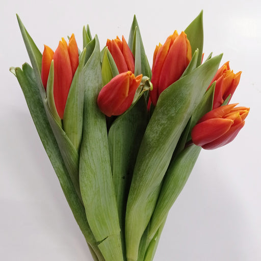 Tulip (Imported) - Brownish Orange
