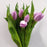Tulip (Imported) - Lilac