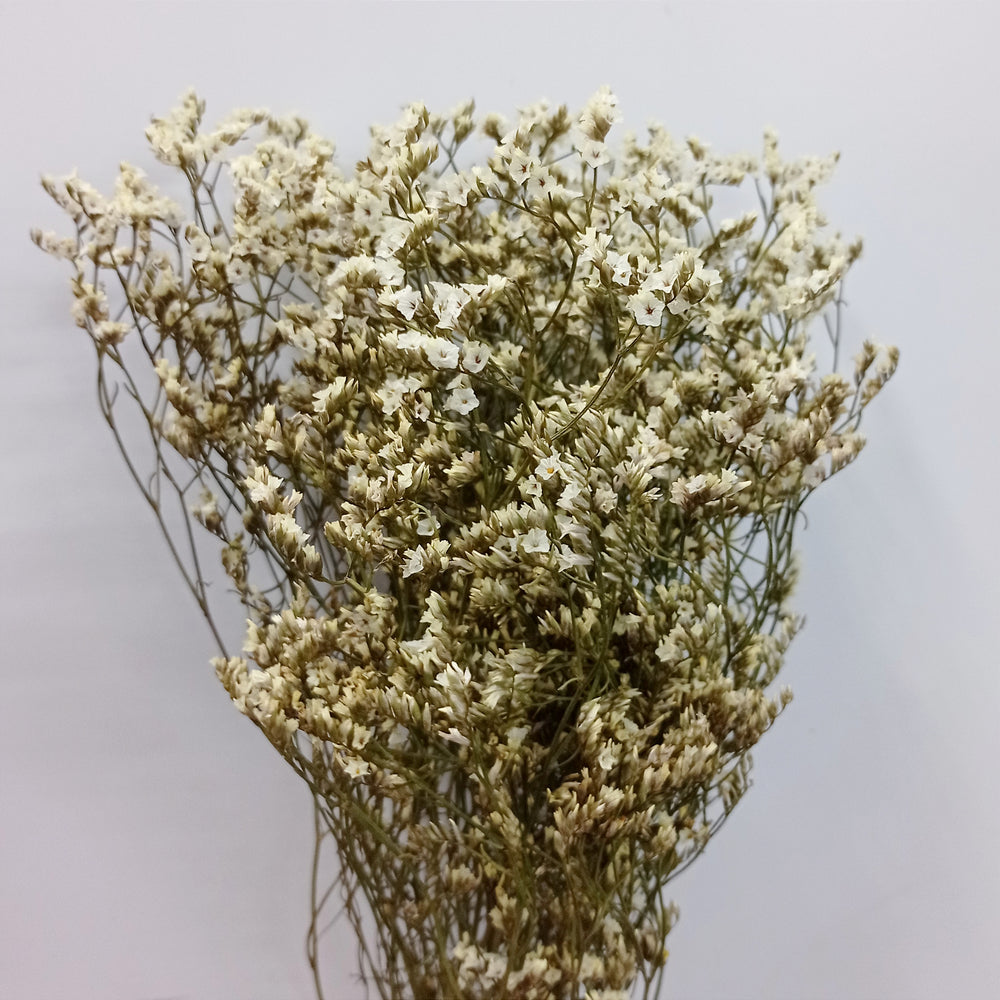 Dried Casphia
