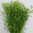 Thlaspi Green Bell (Imported) - Green