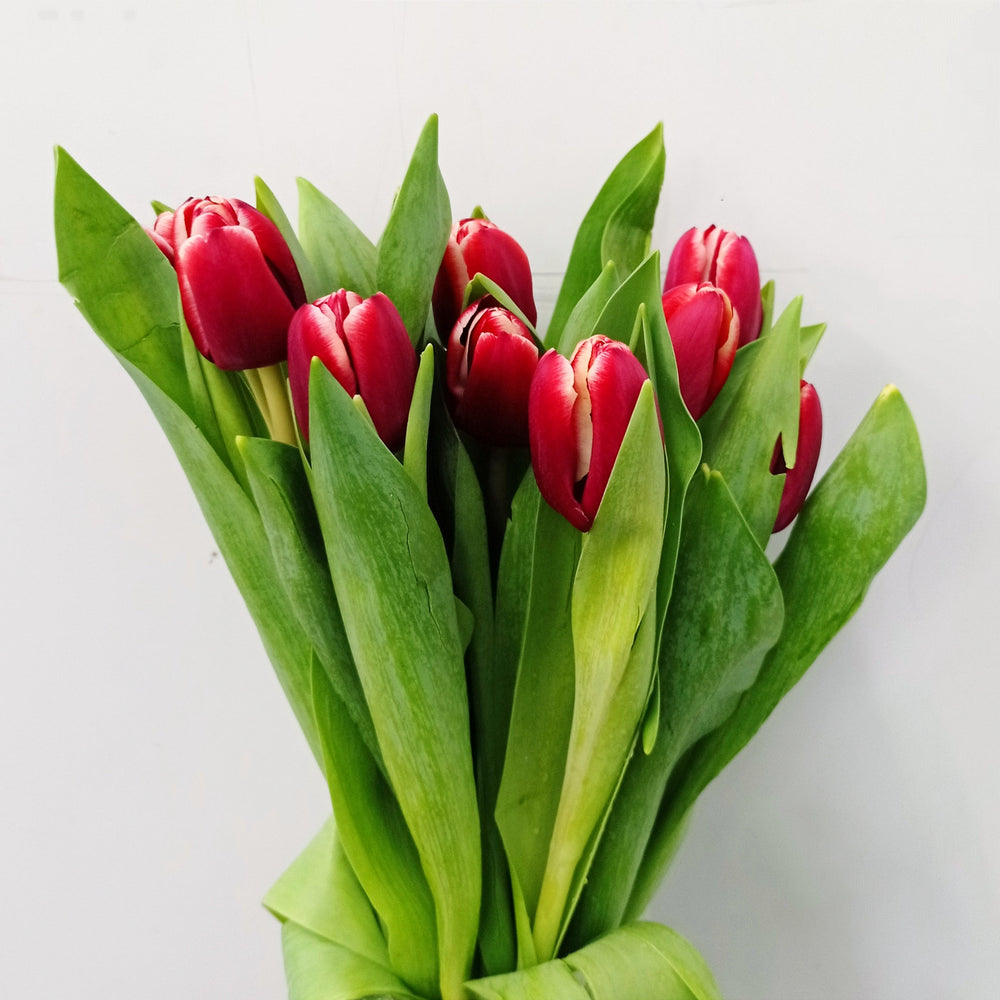 Fully Bloom Tulip - Mix [Clearance Stock]