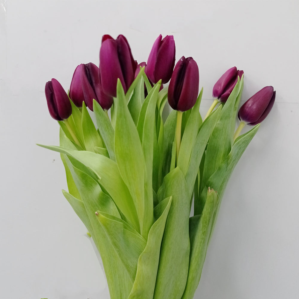Tulip (Imported) - Dark Purple
