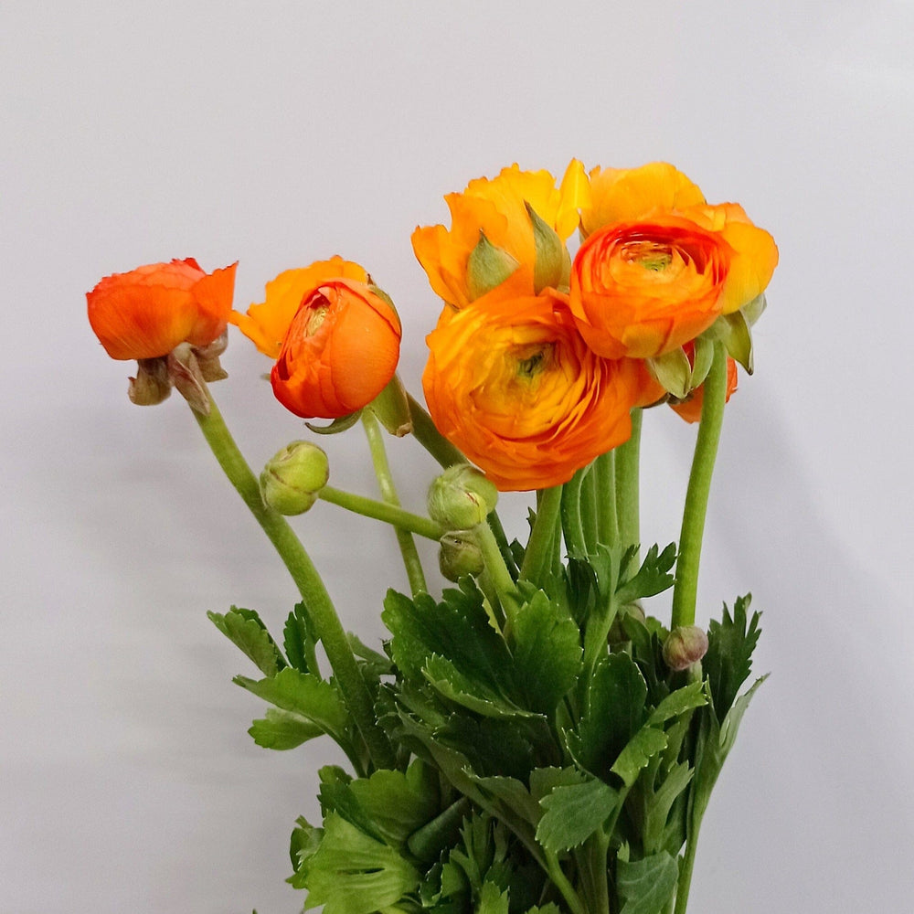 Ranunculus - Orange