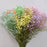 Ecuador Gypsophila Color | 25stalks | Million Star | Baby's Breath | Imported