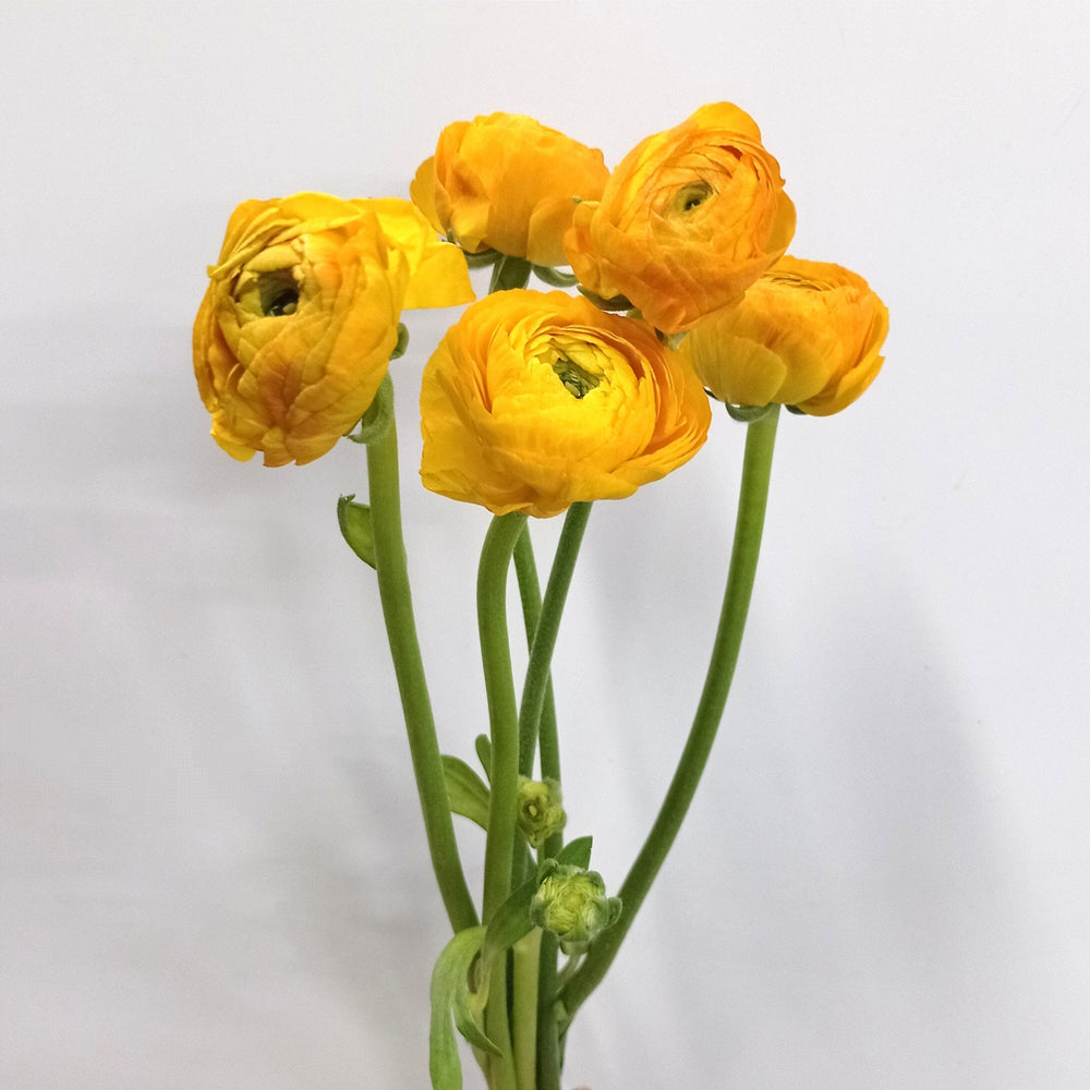 Ranunculus - Yellow