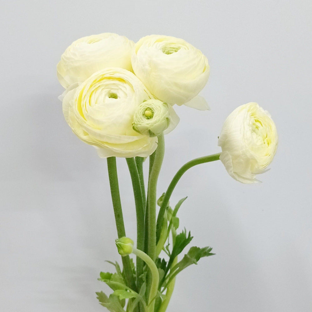 Ranunculus - Cream