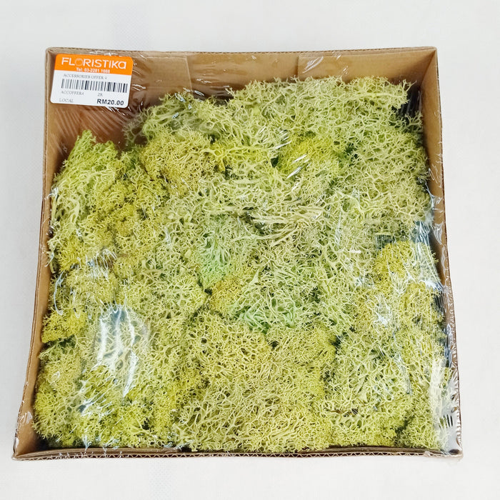 Preserved Moss (Imported) - Mix
