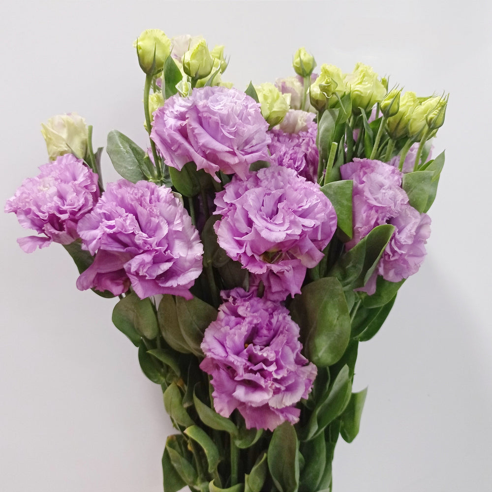 Freshcut Eustoma Floristika Bangsar