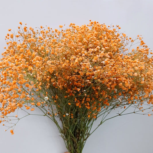 Gypsophila Million Star - Orange (500g)