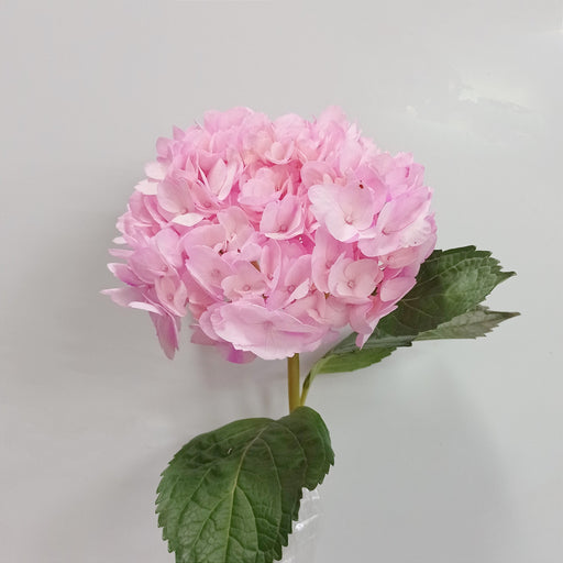 Hydrangea (Imported) - Light Pink