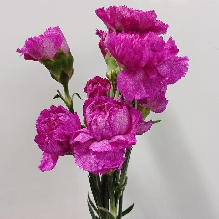 Carnation (Imported) - Dark Bright Purple