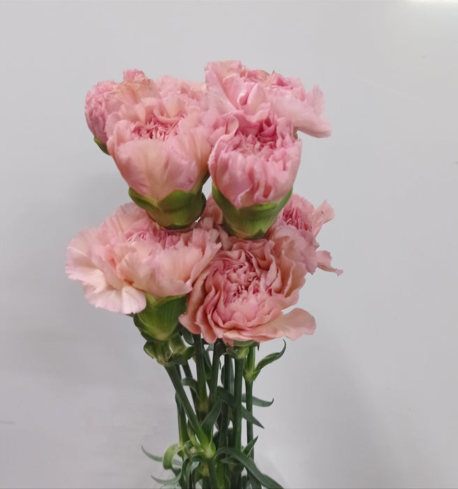 Carnation (Imported) - Dusty Pink