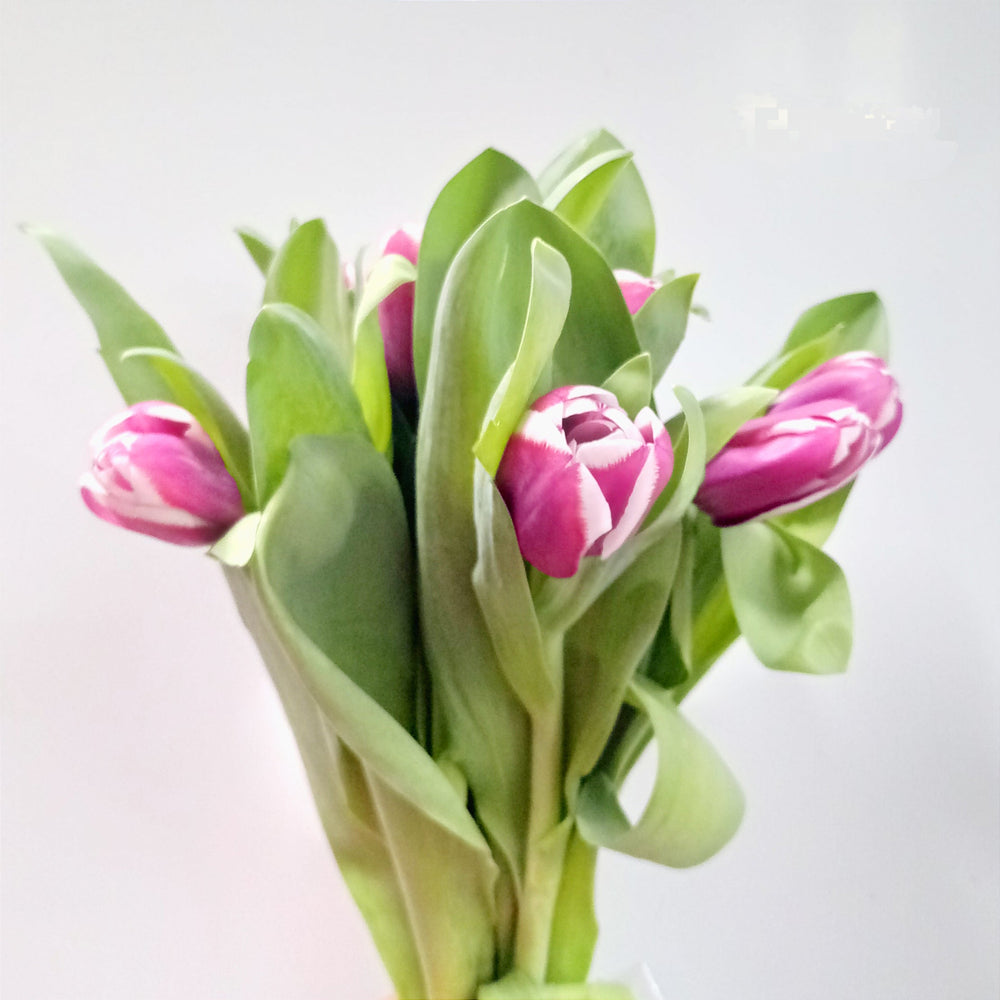 Fully Bloom Tulip - Mix [Clearance Stock]