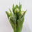 Tulip (Imported) - Green