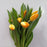 Tulip (Imported) - Yellow Mustard